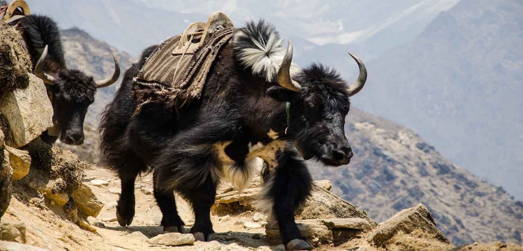 DT 004 DHAULAGIRI BASECAMP TREK